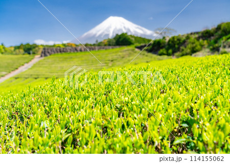 《静岡県》富士山と茶畑の風景 114155062