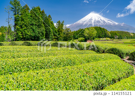 《静岡県》富士山と茶畑の風景 114155121