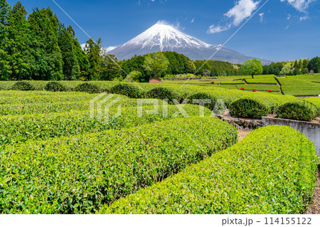 《静岡県》富士山と茶畑の風景 114155122