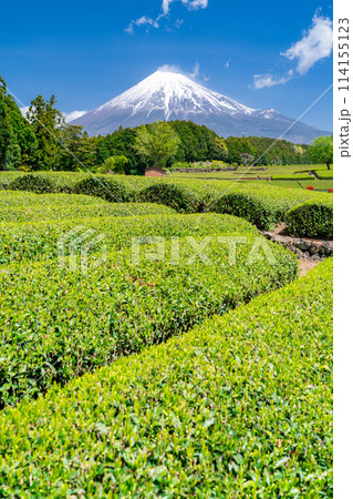 《静岡県》富士山と茶畑の風景 114155123