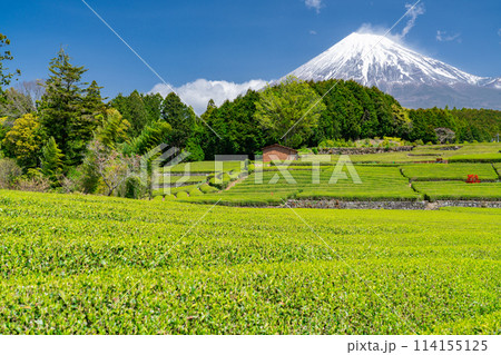 《静岡県》富士山と茶畑の風景 114155125