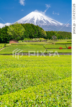 《静岡県》富士山と茶畑の風景 《静岡県》富士山と茶畑の風景 114155126