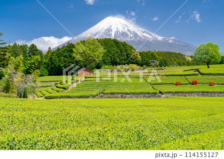 《静岡県》富士山と茶畑の風景 114155127