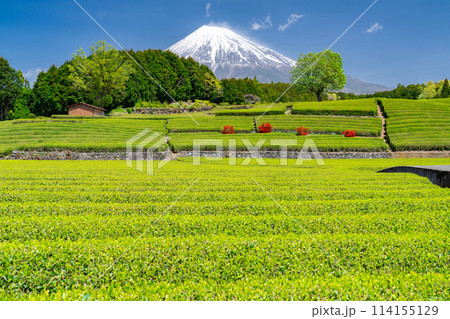 《静岡県》富士山と茶畑の風景 114155129
