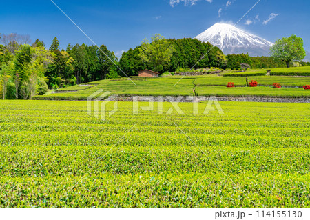 《静岡県》富士山と茶畑の風景 114155130