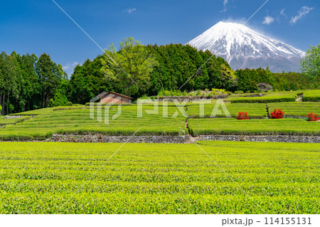 《静岡県》富士山と茶畑の風景 114155131