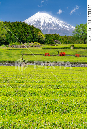 《静岡県》富士山と茶畑の風景 114155132