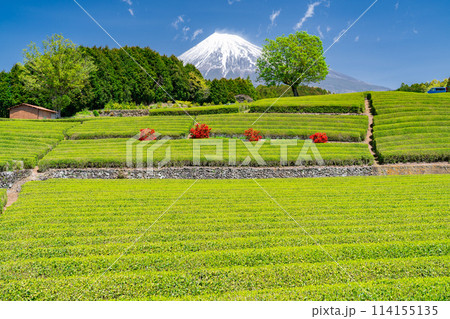 《静岡県》富士山と茶畑の風景 114155135
