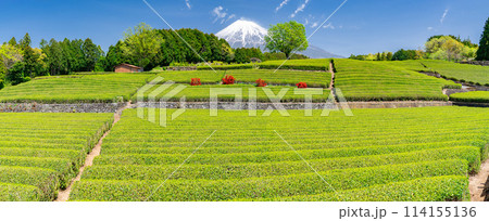 《静岡県》富士山と茶畑の風景 114155136