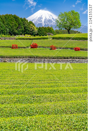 《静岡県》富士山と茶畑の風景 114155137