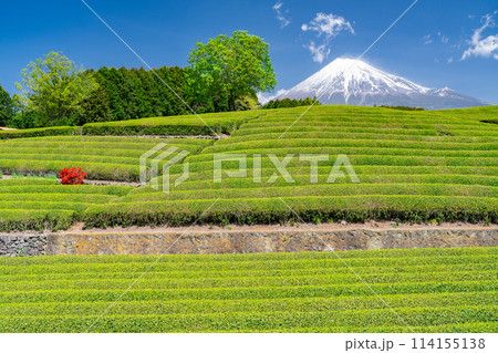 《静岡県》富士山と茶畑の風景 114155138