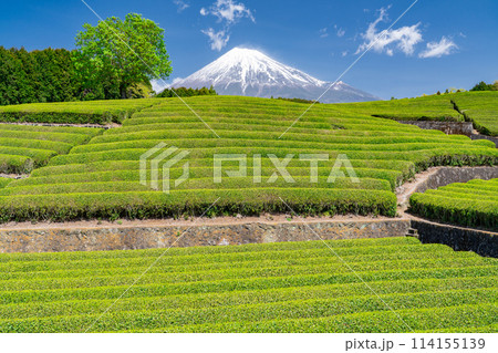 《静岡県》富士山と茶畑の風景 114155139