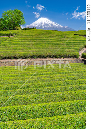 《静岡県》富士山と茶畑の風景 114155140