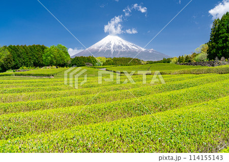 《静岡県》富士山と茶畑の風景 《静岡県》富士山と茶畑の風景 114155143