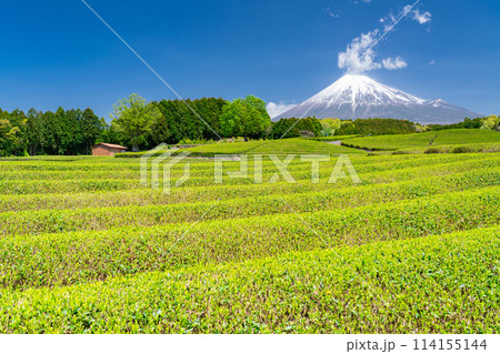 《静岡県》富士山と茶畑の風景 114155144