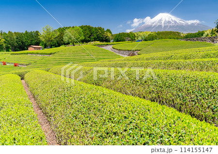 《静岡県》富士山と茶畑の風景 114155147