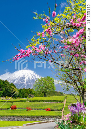 《静岡県》富士山と茶畑の風景 114155150