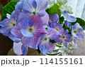 グラスに生けられた紫の紫陽花 114155161