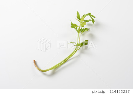 せり　白背景 114155237
