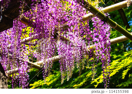 【京都風景】気品のある紫の花　鳥羽の藤 114155398