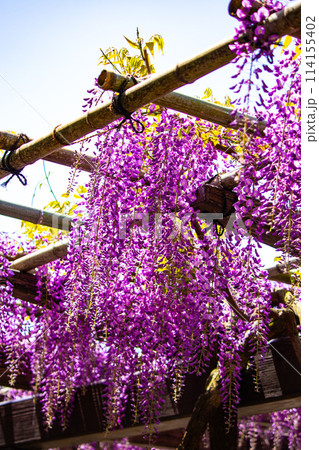 【京都風景】気品のある紫の花　鳥羽の藤 114155402