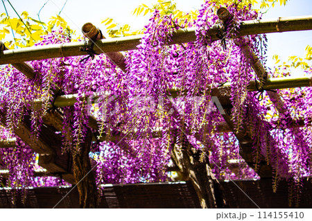 【京都風景】気品のある紫の花　鳥羽の藤 114155410