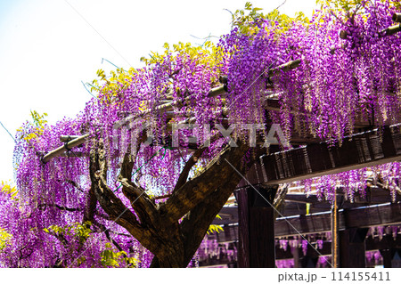 【京都風景】気品のある紫の花　鳥羽の藤 114155411