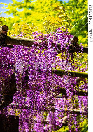 【京都風景】気品のある紫の花　鳥羽の藤 114155412