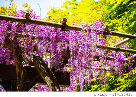 【京都風景】気品のある紫の花　鳥羽の藤 114155413