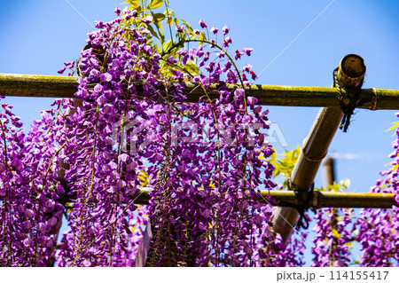 【京都風景】気品のある紫の花　鳥羽の藤 114155417