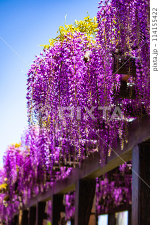 【京都風景】気品のある紫の花 鳥羽の藤 【京都風景】気品のある紫の花 鳥羽の藤 114155422