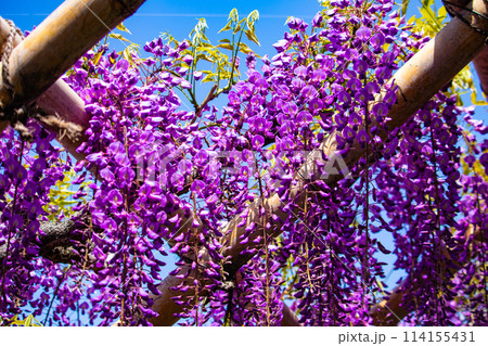 【京都風景】気品のある紫の花　鳥羽の藤 114155431