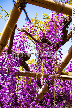 【京都風景】気品のある紫の花　鳥羽の藤 114155435