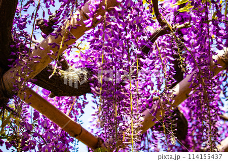 【京都風景】気品のある紫の花 鳥羽の藤 【京都風景】気品のある紫の花 鳥羽の藤 114155437