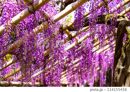 【京都風景】気品のある紫の花 鳥羽の藤 【京都風景】気品のある紫の花 鳥羽の藤 114155438