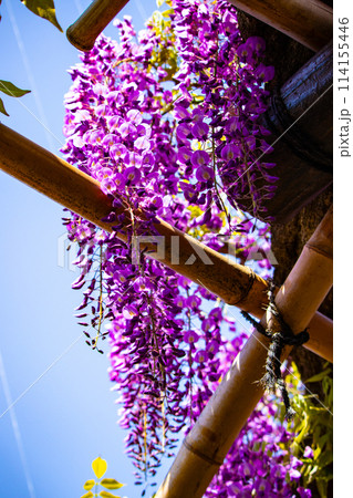 【京都風景】気品のある紫の花　鳥羽の藤 114155446