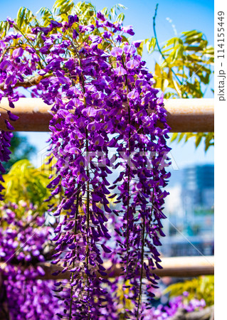 【京都風景】気品のある紫の花 鳥羽の藤 【京都風景】気品のある紫の花 鳥羽の藤 114155449