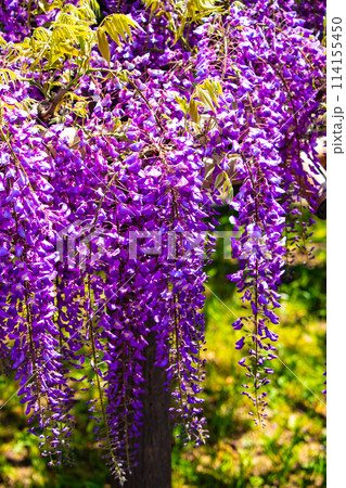 【京都風景】気品のある紫の花 鳥羽の藤 【京都風景】気品のある紫の花 鳥羽の藤 114155450