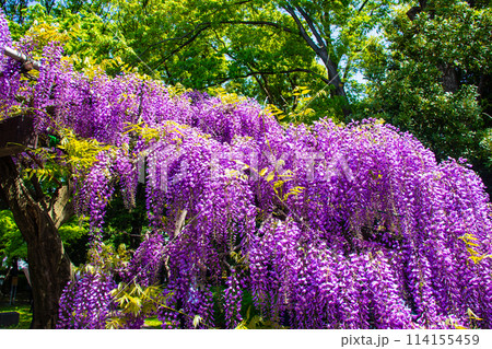 【京都風景】気品のある紫の花 鳥羽の藤 【京都風景】気品のある紫の花 鳥羽の藤 114155459