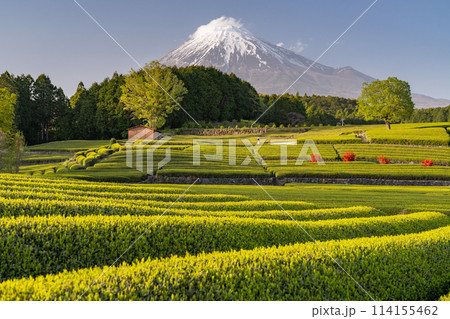 《静岡県》富士山と茶畑の風景 114155462