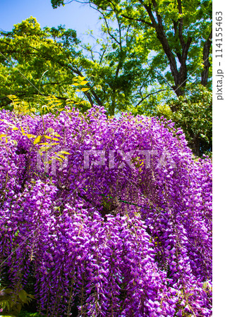 【京都風景】気品のある紫の花 鳥羽の藤 【京都風景】気品のある紫の花 鳥羽の藤 114155463
