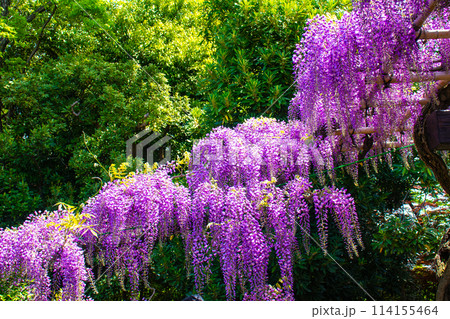 【京都風景】気品のある紫の花 鳥羽の藤 【京都風景】気品のある紫の花 鳥羽の藤 114155464