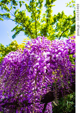 【京都風景】気品のある紫の花 鳥羽の藤 【京都風景】気品のある紫の花 鳥羽の藤 114155469