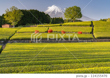 《静岡県》富士山と茶畑の風景 114155470