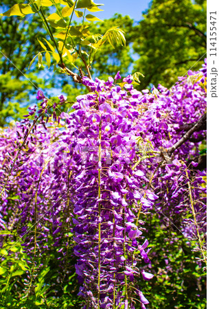 【京都風景】気品のある紫の花　鳥羽の藤 114155471