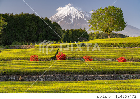 《静岡県》富士山と茶畑の風景 《静岡県》富士山と茶畑の風景 114155472