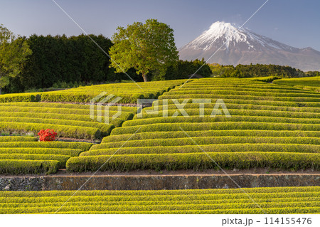 《静岡県》富士山と茶畑の風景 114155476