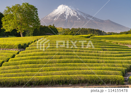 《静岡県》富士山と茶畑の風景 114155478