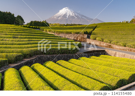 《静岡県》富士山と茶畑の風景 114155480
