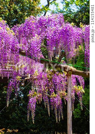 【京都風景】気品のある紫の花 鳥羽の藤 【京都風景】気品のある紫の花 鳥羽の藤 114155481